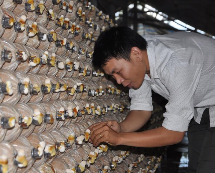UBND tỉnh: Quyết liệt triển khai các giải pháp phát triển kinh tế - xã hội